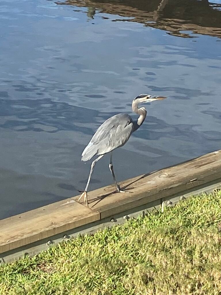 Mobile bay heron on bulkhead