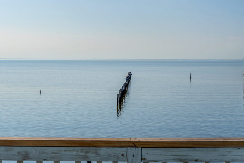 Pelicans perched atop old pilings from bay piers that are no longer in existence.