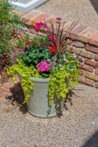 Close-up of pink flowering container garden at Emerson House